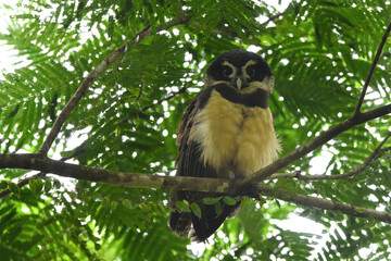 Spectacled owl perches on branch in forest