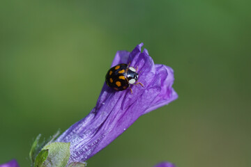 Harlequin ladybird (Harmonia axyridis f. axyridis) on the flowers of common mallow (Malva sylvestris). Family Coccinellidae. Netherlands, June