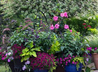 A variegated Japanese willow tree underplanted with a dazzling collection of colorful garden containers bursting with super petunias, blue knight salvia, sweet potato vine and a tall pink mandevilla.