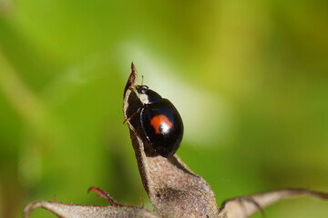 Harlequin ladybird (Harmonia axyridis f. conspicua) on an old rose hip. Family Coccinellidae. Netherlands, October