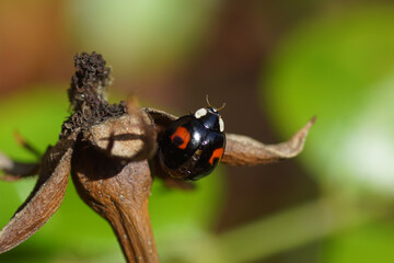 Harlequin ladybird (Harmonia axyridis f. conspicua) on an old rose hip. Family Coccinellidae. Netherlands, October