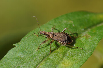 Damsel bug (Himacerus mirmicoides) of the family Nabidae on goldenrod in a Dutch garden. Netherlands, October