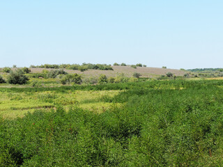 Fototapeta na wymiar green oasis in the sun-baked steppe.
