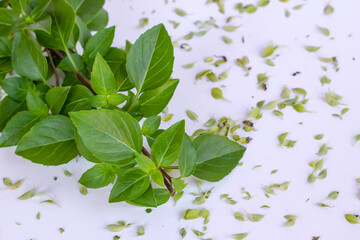 Green,fresh basil in the on the white background with copy space