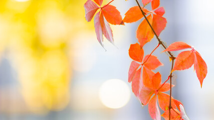 Red autumn leaves. Autumn nature background with bokeh. Copy space