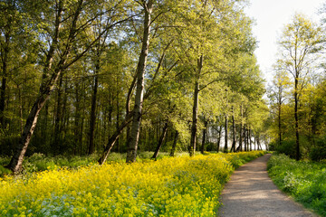 Footpath with rapeseed