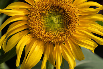 Naklejka premium Macro of a Brilliant yellow sunflower head 