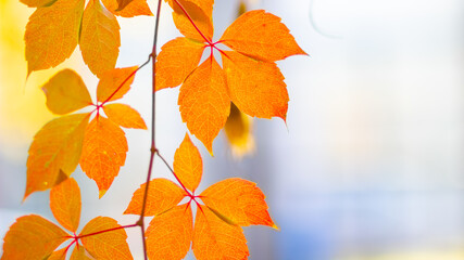 Red autumn leaves. Autumn nature background with bokeh. Copy space