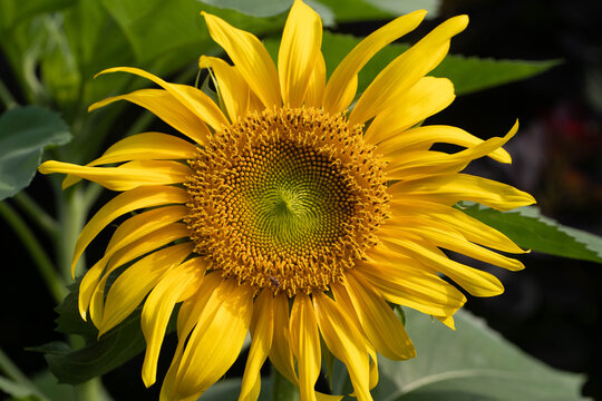 Landscape of a Brilliant yellow sunflower head