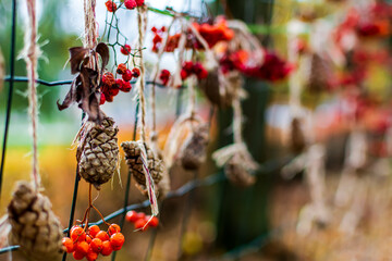 Cones and red dried rowan berries hanging on the fence as part of autumn decoration. Autumn concept background.