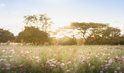 Nature colorful flower field in the morning with the light passing by the sun in the spring season and selective focus in the middle pink flower