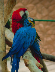 Pareja de aves