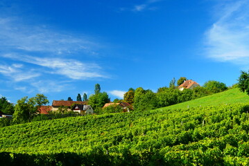 Fototapeta na wymiar Weinbau in Klöch, Steiermark