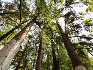 Bosque Angular