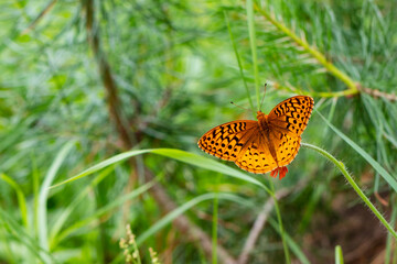 Pretty Aphrodite Fritillary Butterfly Pollinating a Hawkweed Flower