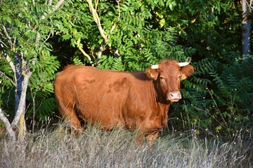 Brown cow with horns next to forest.