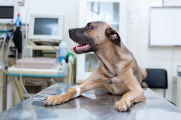 Serbian Defence Dog breed lying on veterinary table and gets intravenous infusion through his leg. Looking sideway and breathing with his tongue out.