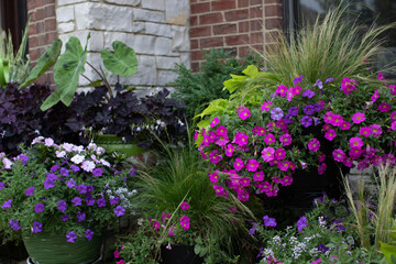 Purple shamrocks outdoors in garden containers on limestone and brick patio with mojito elephant ear, petunias, new guinea pink impatiens, lime sweet potato vine and mexican feather grass