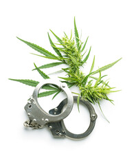 Marijuana bud flowers of cannabis and handcuffs