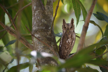Pacific screech owl perches on branch