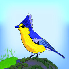 Hand drawn illustration of taiwanese yellow tit