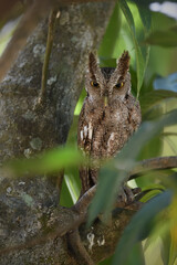 Pacific screech owl perches on branch