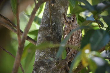 Pacific screech owl perches on branch