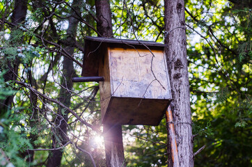 wooden birdhouse on a coniferous tree in the forest