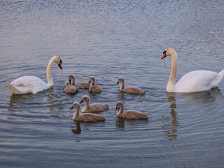 cygnets learning how to feed with their parents 