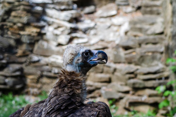 portrait of a bird of prey bearded vulture
