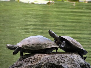 Tortuga Charapa