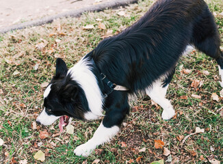 Close-up of dog with black and white hair walks amused on the park lawn. Animal.