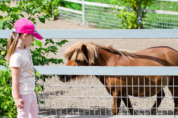 a girl looks at a brown Shetland pony with a beautiful hairstyle at the zoo