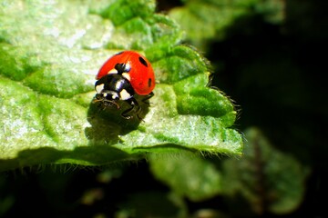 Close up of little red ladybug on green leaf