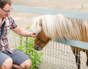 Man looks at a brown shetland pony with a beautiful hairstyle at the zoo