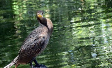 Cormoran Neotropical pescando