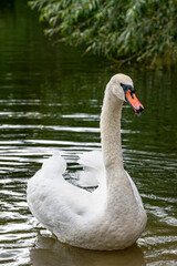 Portrait of adult mute swan