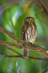Ferruginous Pygmy-owl perches on branch