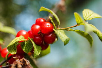 Obraz premium Close up of ripe cherries hanging from a cherry tree branch in the garden under the rays of the sun