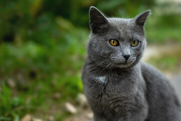 Naklejka na ściany i meble beautiful gray cat with heterochromia on the background of nature