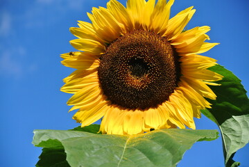 sunflower on blue sky