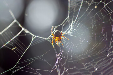 araignée sur sa toile