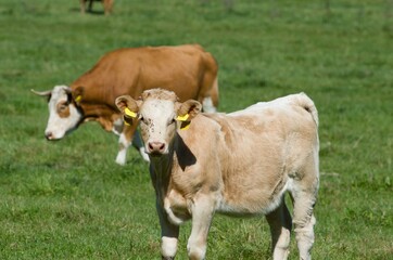 Naklejka na ściany i meble cows with calves on pasture