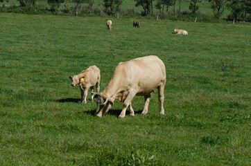 Obraz premium cows with calves on pasture