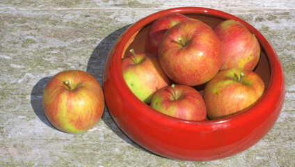 pommes rouges bio  du jardin , récolte