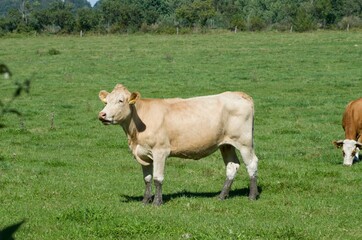 Naklejka na ściany i meble cows with calves on pasture