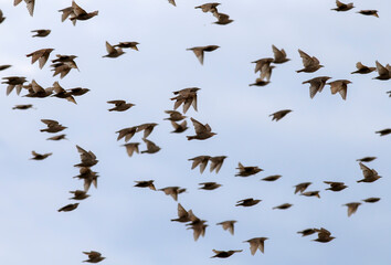 a flock of young migratory birds starlings flying against the blue sky