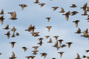 a flock of young migratory birds starlings flying against the blue sky