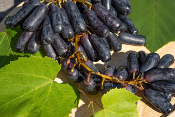 Black Ladies finger grapes on a light wooden background with grape leaves. Selective Focus. Macro close up illuminated by evening sun.