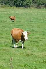 cows with calves on pasture